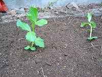 我が家の畑です。一寸豆の苗を植えました。