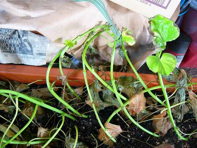 さつまいもの苗を仮植えしました。