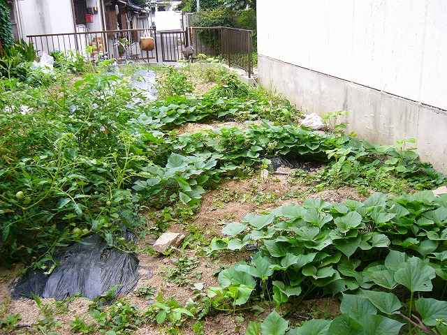 ８月２日の畑の様子です。