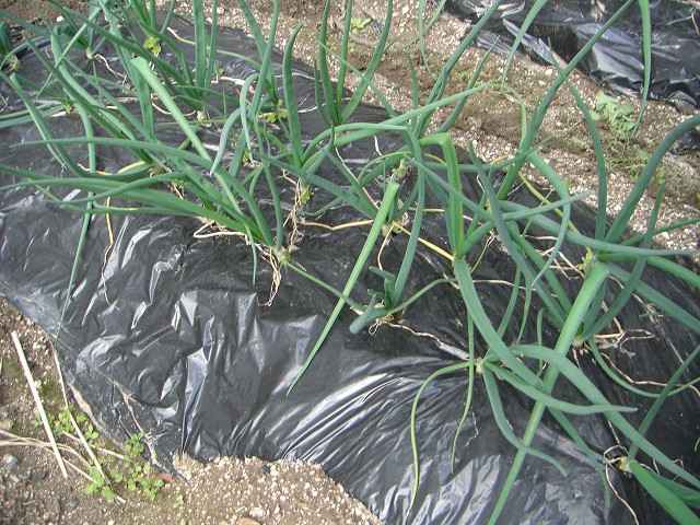 サラダ菜を植えました。