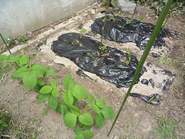 TQV̗̔lq