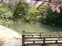 花葉の池
