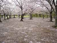 桜林