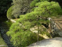 岡山後楽園の水辺の松
