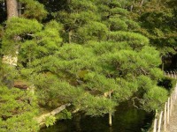 岡山後楽園の水辺の松