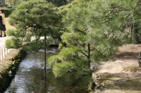 岡山後楽園の水辺の松