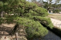 岡山後楽園の水辺の松
