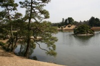 岡山後楽園の水辺の松