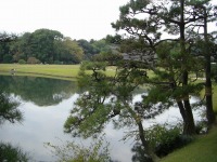 岡山後楽園の水辺の松