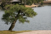 岡山後楽園の水辺の松