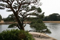 岡山後楽園の水辺の松