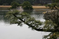 岡山後楽園の水辺の松