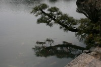岡山後楽園の水辺の松