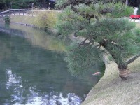 岡山後楽園の水辺の松