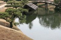 岡山後楽園の水辺の松