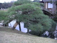 岡山後楽園の水辺の松