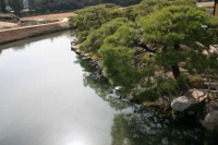 岡山後楽園の水辺の松