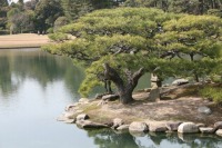 岡山後楽園の水辺の松