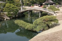 岡山後楽園の水辺の松