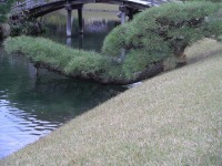 岡山後楽園の水辺の松