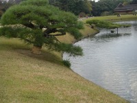 岡山後楽園の水辺の松