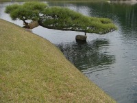 岡山後楽園の水辺の松