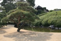 岡山後楽園の水辺の松