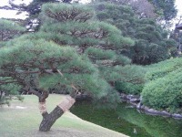 岡山後楽園の水辺の松