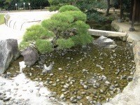 岡山後楽園の水辺の松