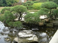 岡山後楽園の水辺の松