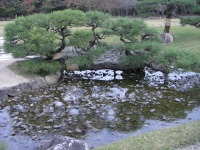 岡山後楽園の水辺の松