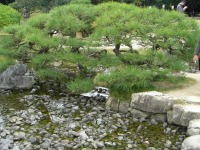 岡山後楽園の水辺の松