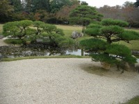 岡山後楽園の水辺の松