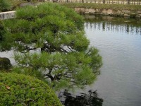 岡山後楽園の水辺の松