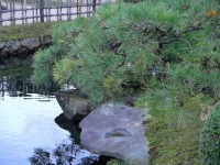 岡山後楽園の水辺の松