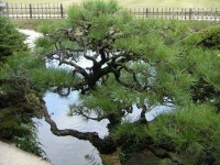 岡山後楽園の水辺の松