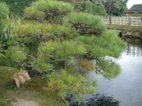 岡山後楽園の水辺の松
