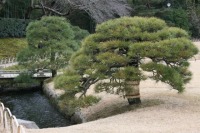 岡山後楽園の水辺の松