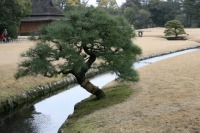 岡山後楽園の水辺の松