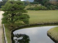 岡山後楽園の水辺の松