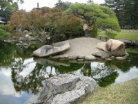 岡山後楽園の水辺の松