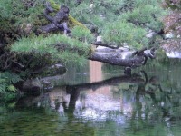 岡山後楽園の水辺の松