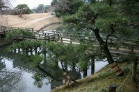 岡山後楽園の水辺の松