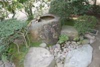 岡山後楽園の水辺の松