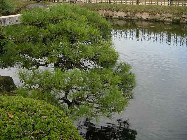 岡山後楽園の水辺の松