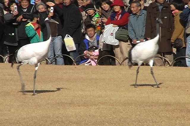 お正月の後楽園その一