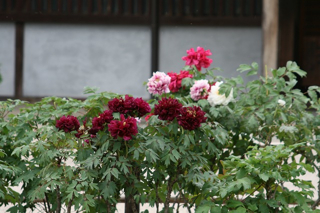 ỷỎ