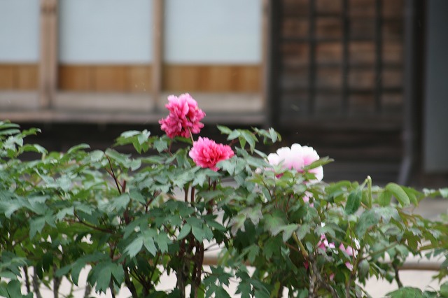 ỷỎ