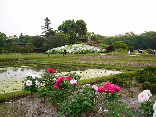 後楽園の牡丹の花