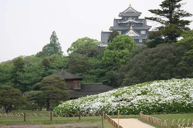 後楽園の花